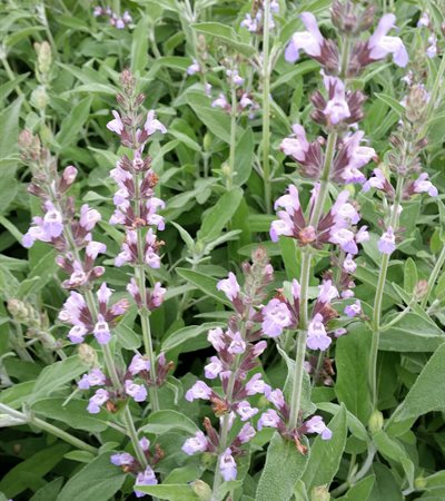 Silver Sage Newe Ya'ar